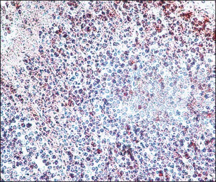 Anti-Histone Deacetylase 3 (HDAC3) antibody produced in rabbit IgG fraction of antiserum, buffered aqueous solution