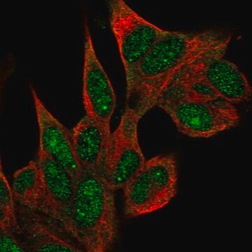 Anti-COIL antibody produced in rabbit Prestige Antibodies&#174; Powered by Atlas Antibodies, affinity isolated antibody