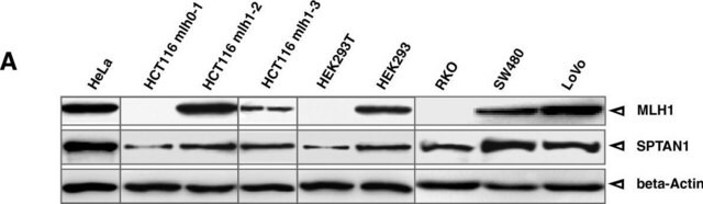 Anti-Spectrin alpha chain (nonerythroid) Antibody, clone AA6 clone AA6, Chemicon&#174;, from mouse