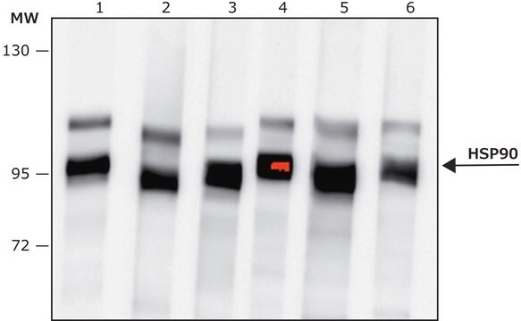 Anti-HSP90 antibody produced in rabbit affinity isolated antibody, buffered aqueous solution