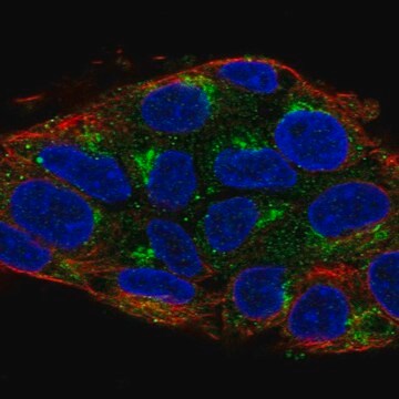 Anti-UBIAD1 antibody produced in rabbit Prestige Antibodies&#174; Powered by Atlas Antibodies, affinity isolated antibody