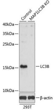 Anti-LC3B antibody produced in rabbit