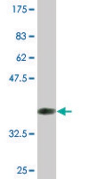 Monoclonal Anti-ARNT2 antibody produced in mouse clone 1B2, purified immunoglobulin, buffered aqueous solution