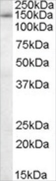 Anti-SAP130/SF3B3 antibody produced in goat affinity isolated antibody, buffered aqueous solution