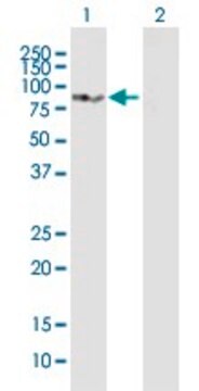 Anti-SLC3A1 antibody produced in mouse purified immunoglobulin, buffered aqueous solution