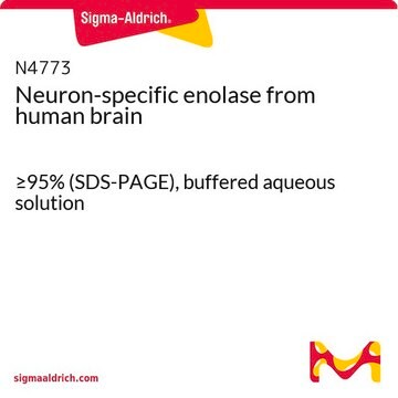 Neuron-specific enolase from human brain &#8805;95% (SDS-PAGE), buffered aqueous solution