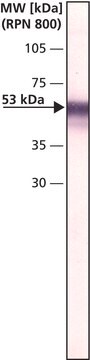 Monoclonal Anti-Ornithine Decarboxylase (ODC) antibody produced in mouse clone ODC-29, ascites fluid