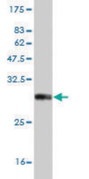 ANTI-NKX3-1 antibody produced in mouse clone 3C1, purified immunoglobulin, buffered aqueous solution