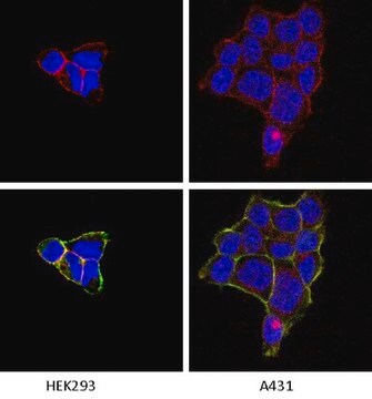 Anti-Integrin &#945;1 Antibody, clone FB12 clone FB12, Chemicon&#174;, from mouse