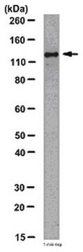 Anti-JAK2 Antibody from rabbit