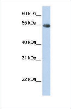 Anti-SLC6A2 antibody produced in rabbit affinity isolated antibody