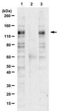 Anti-phospho-MDA-5 (Ser104) from rabbit, purified by affinity chromatography