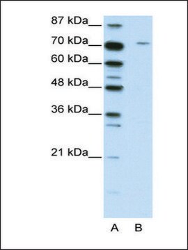 Anti-LZTS1 antibody produced in rabbit IgG fraction of antiserum