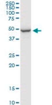 Anti-PPP2R2B antibody produced in rabbit purified immunoglobulin, buffered aqueous solution