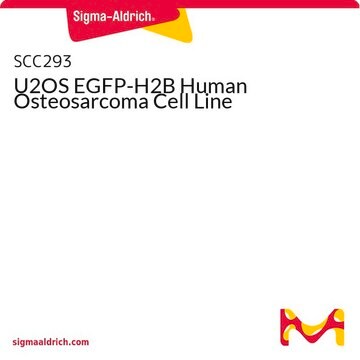 U2OS EGFP-H2B Human Osteosarcoma Cell Line