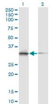 Monoclonal Anti-ASRGL1 antibody produced in mouse clone 5C8, ascites fluid