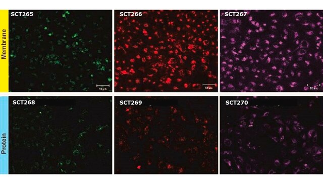 BioTracker&#8482; Green Exosome Protein Labeling Kit