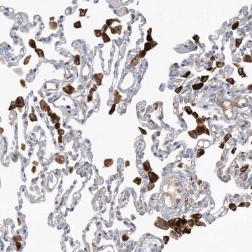 Anti-PEAR1 antibody produced in rabbit Prestige Antibodies&#174; Powered by Atlas Antibodies, affinity isolated antibody, buffered aqueous glycerol solution