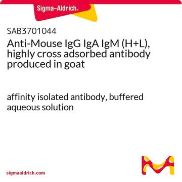 Anti-Mouse IgG IgA IgM (H+L), highly cross adsorbed antibody produced in goat affinity isolated antibody, buffered aqueous solution