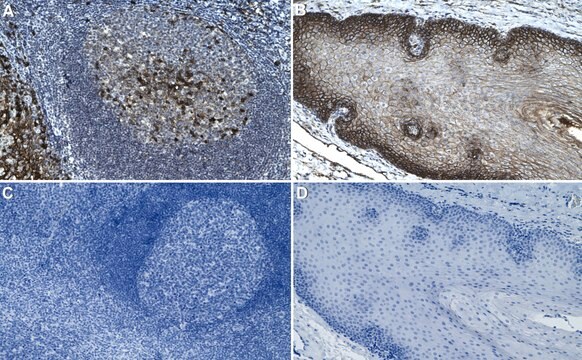 Anti-CD9 Antibody, clone 2K2-k ZooMAb&#174; Rabbit Monoclonal recombinant, expressed in HEK 293 cells