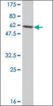 Monoclonal Anti-TRA1 antibody produced in mouse clone 1A8, ascites fluid