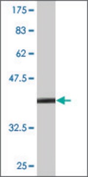 Monoclonal Anti-TFF2 antibody produced in mouse clone 2A10, purified immunoglobulin, buffered aqueous solution