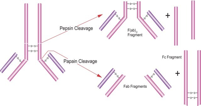 Papain from papaya latex crude powder, 1.5-10&#160;units/mg solid