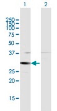 Anti-HSD17B8 antibody produced in rabbit purified immunoglobulin, buffered aqueous solution