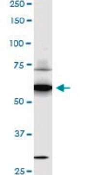 Monoclonal Anti-SREBF1 antibody produced in mouse clone 4B10, purified immunoglobulin, buffered aqueous solution