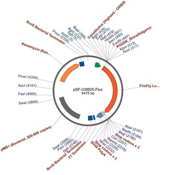 PSF-OXB20-FLUC - BACTERIAL LUCIFERASE PLASMID plasmid vector for molecular cloning