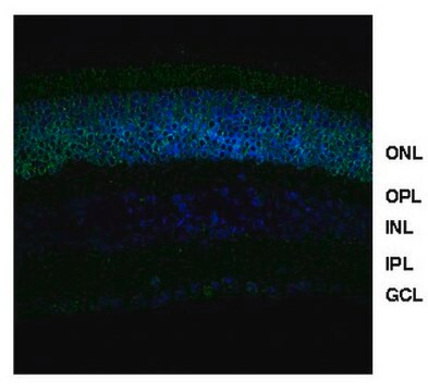 Anti-NRL (Neural Retina Leucine Zipper) from rabbit