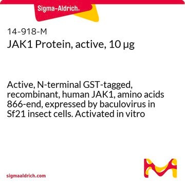 JAK1 Protein, active, 10 &#181;g Active, N-terminal GST-tagged, recombinant, human JAK1, amino acids 866-end, expressed by baculovirus in Sf21 insect cells. Activated in vitro by auto-phosphorylation. For use in Kinase Assays.