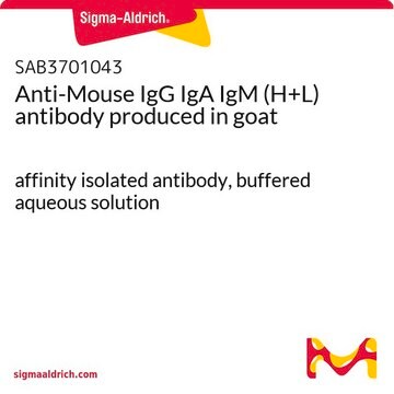 Anti-Mouse IgG IgA IgM (H+L) antibody produced in goat affinity isolated antibody, buffered aqueous solution