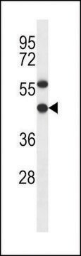 ANTI-EBNA1BP2(C-TERMINAL) antibody produced in rabbit affinity isolated antibody, buffered aqueous solution