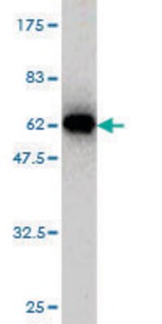 Monoclonal Anti-IMPA1 antibody produced in mouse clone 1E6-F11, purified immunoglobulin, buffered aqueous solution