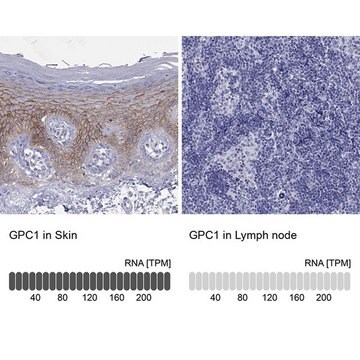 Anti-GPC1 antibody produced in rabbit Prestige Antibodies&#174; Powered by Atlas Antibodies, affinity isolated antibody, buffered aqueous glycerol solution