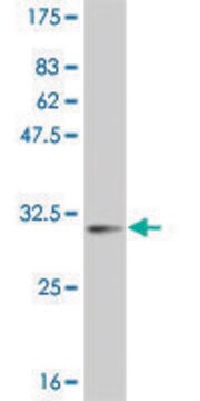 Monoclonal Anti-POLD4 antibody produced in mouse clone 2B11, ascites fluid