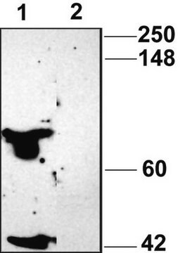 Anti-P2X4 Receptor Antibody Chemicon&#174;, from rabbit