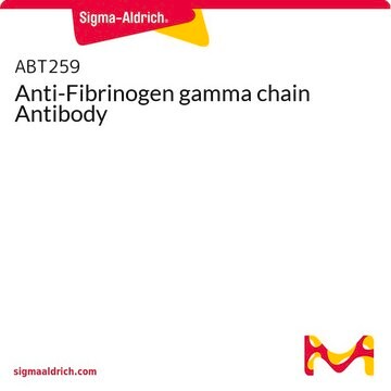 Anti-Fibrinogen gamma chain Antibody