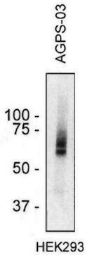 Monoclonal Anti-AGPS antibody produced in mouse clone AGPS-03