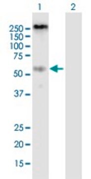 Anti-P2RX4 antibody produced in mouse purified immunoglobulin, buffered aqueous solution