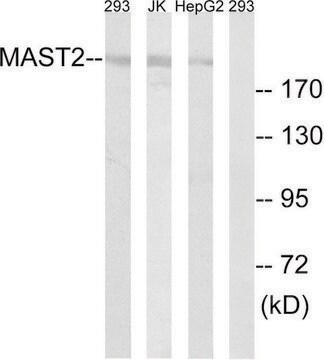 Anti-MAST2 antibody produced in rabbit affinity isolated antibody