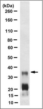 Anti-PrP, clone DRM1-60 Antibody clone DRM1-60, from mouse