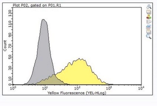 Anti-ADAM 12 Antibody, clone 8F8 clone 8F8, from mouse