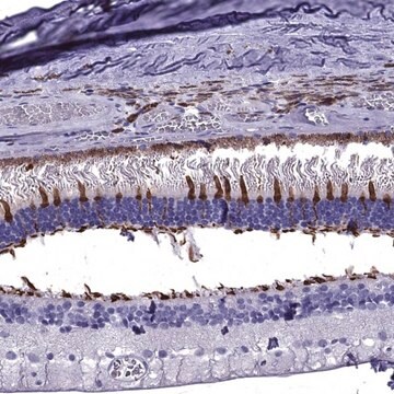 Anti-ARR3 antibody produced in rabbit Prestige Antibodies&#174; Powered by Atlas Antibodies, affinity isolated antibody