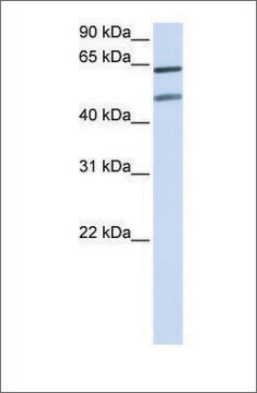 Anti-OPTN (ab2) antibody produced in rabbit affinity isolated antibody