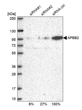 Anti-APBB2 antibody produced in rabbit Prestige Antibodies&#174; Powered by Atlas Antibodies, affinity isolated antibody, buffered aqueous glycerol solution