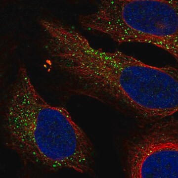 Anti-KLRG1 antibody produced in rabbit Prestige Antibodies&#174; Powered by Atlas Antibodies, affinity isolated antibody