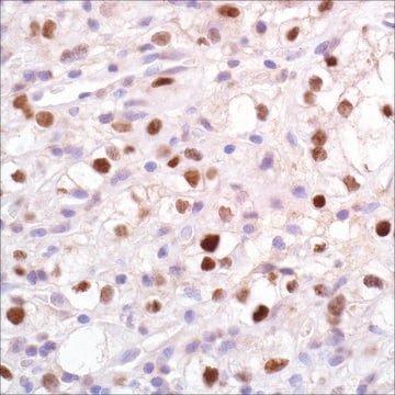 PAX-2 (EP235) Rabbit Monoclonal Primary Antibody clone EP235, unconjugated, Cell Marque&#8482;