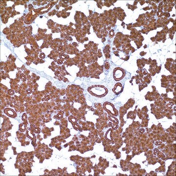 Cytokeratin 8 &amp; 18 (B22.1 &amp; B23.1) Mouse Monoclonal Antibody